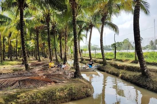 Vườn dừa du lịch tại cù lao Tân Lộc - Cần Thơ Hôm Nay
